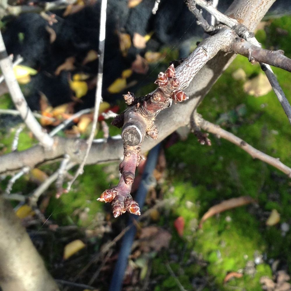 2.1 Apple fruiting spurs.jpg