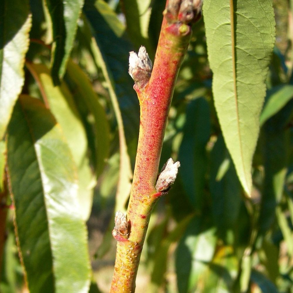 2.2 Nectarine triple bud.jpg
