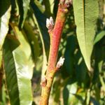 2.2 Nectarine triple bud.jpg