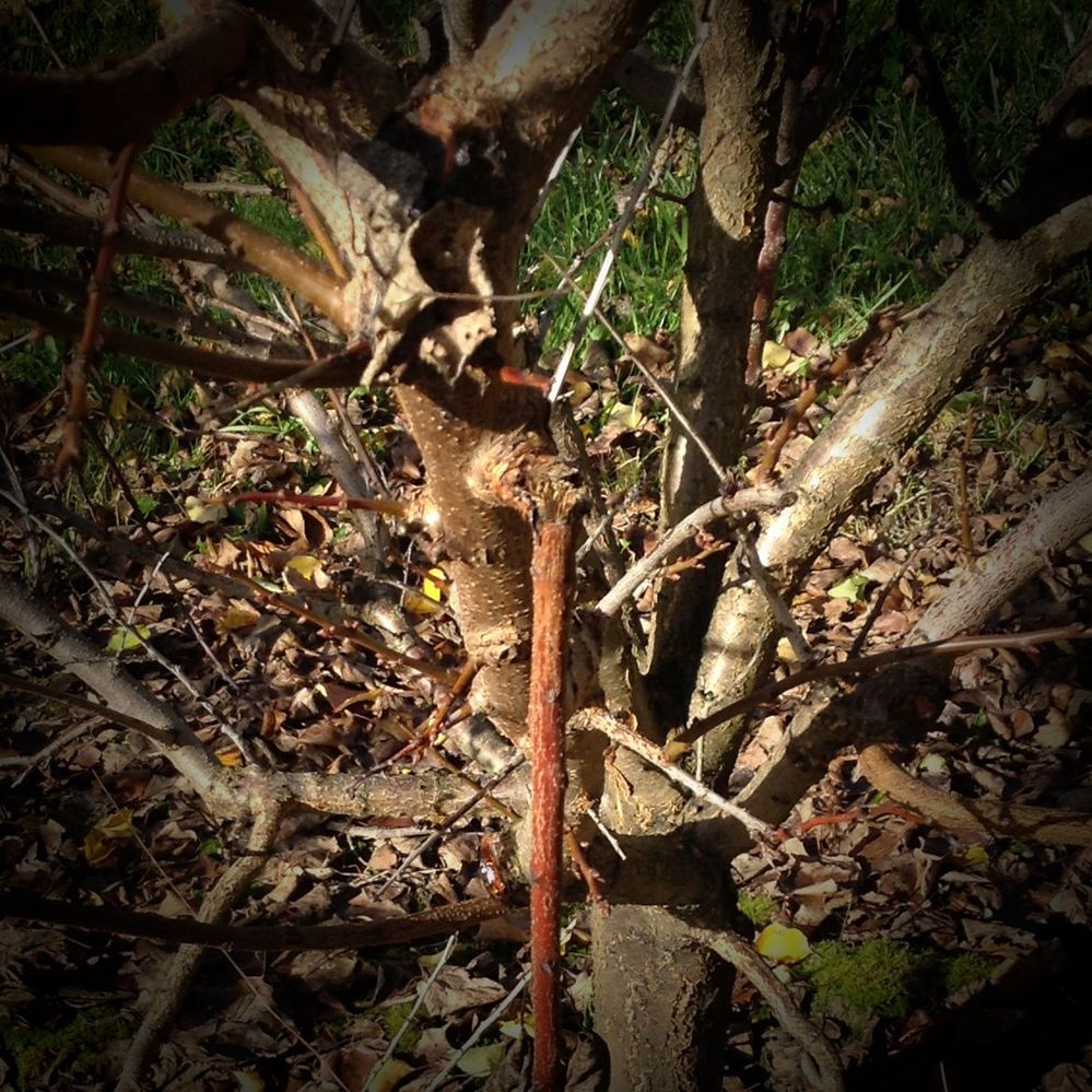 3.2 Damaged tree.jpg