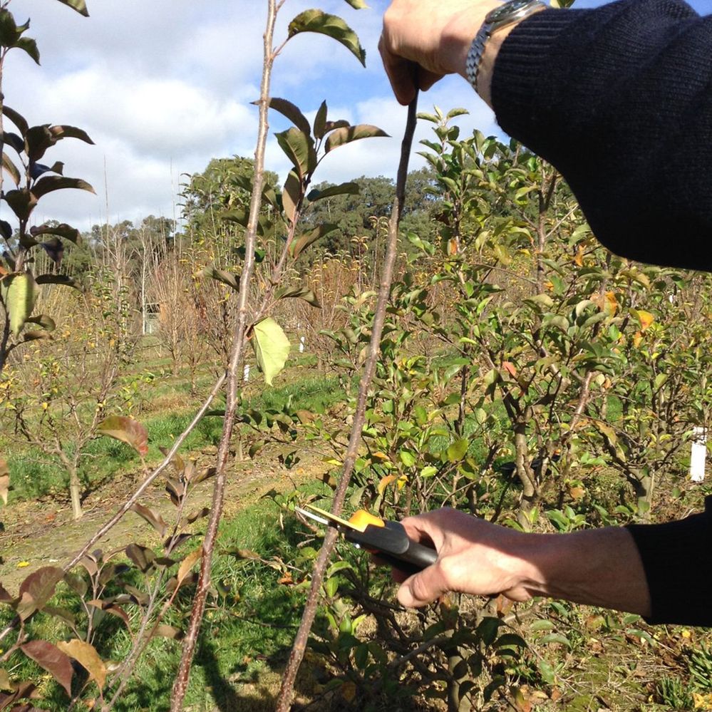 5. Apple- prune leader for spurs.jpg