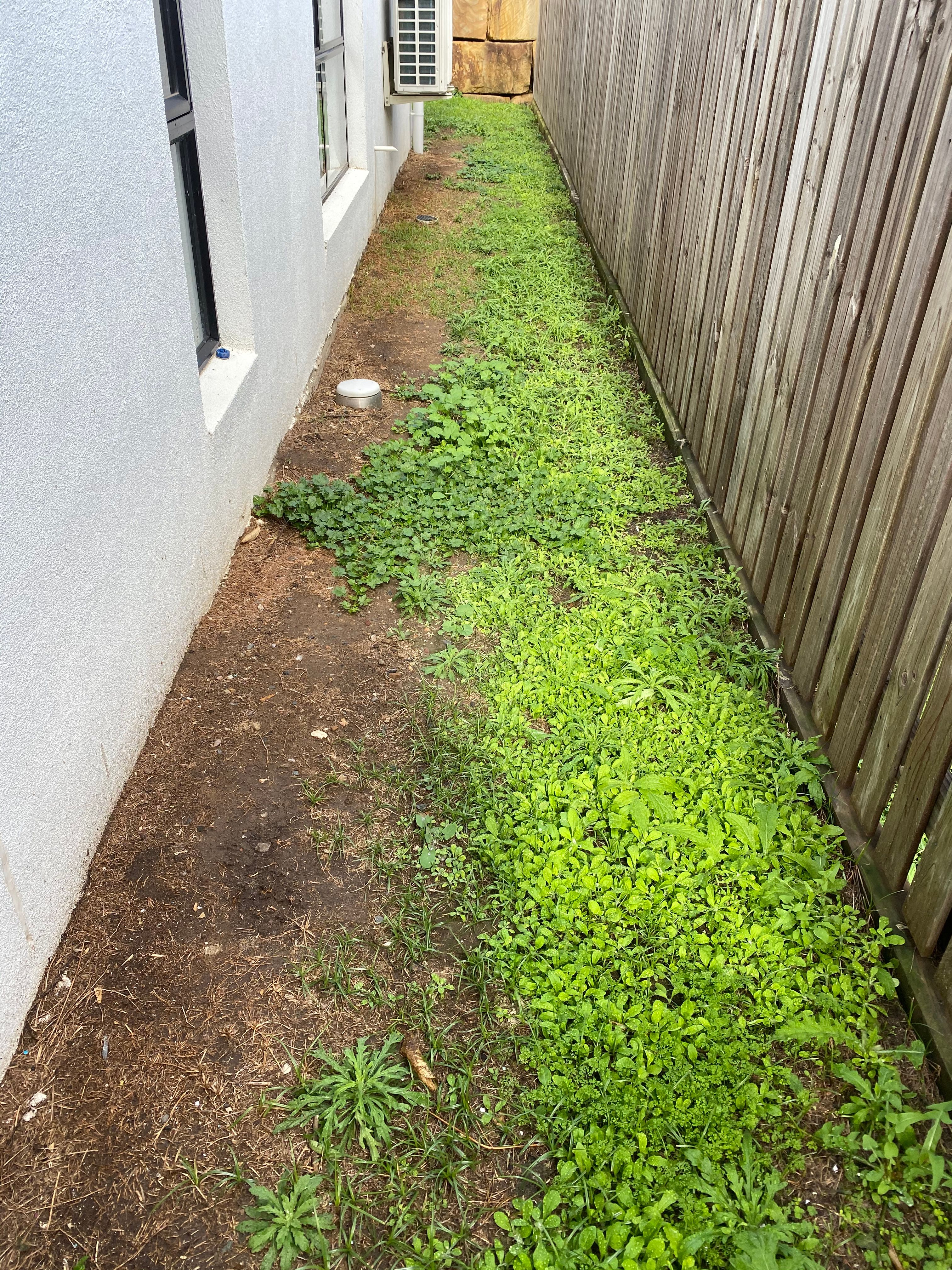 Solved: Whole lawn is weed | Bunnings Workshop community Turning A Weed Field Into Lawn