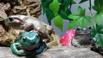 My Frogs.jpg