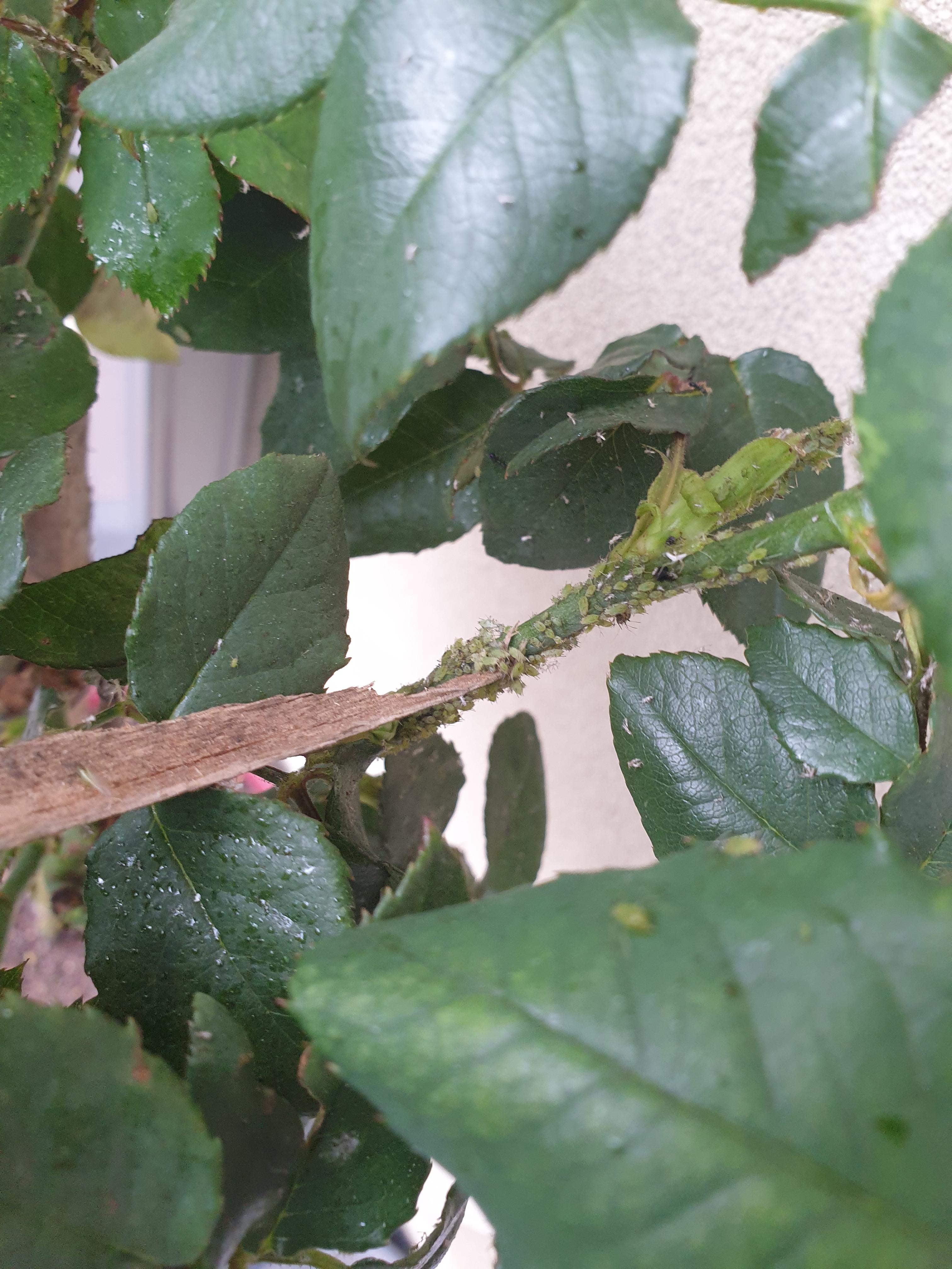 Solved Rose bush bugs Bunnings community