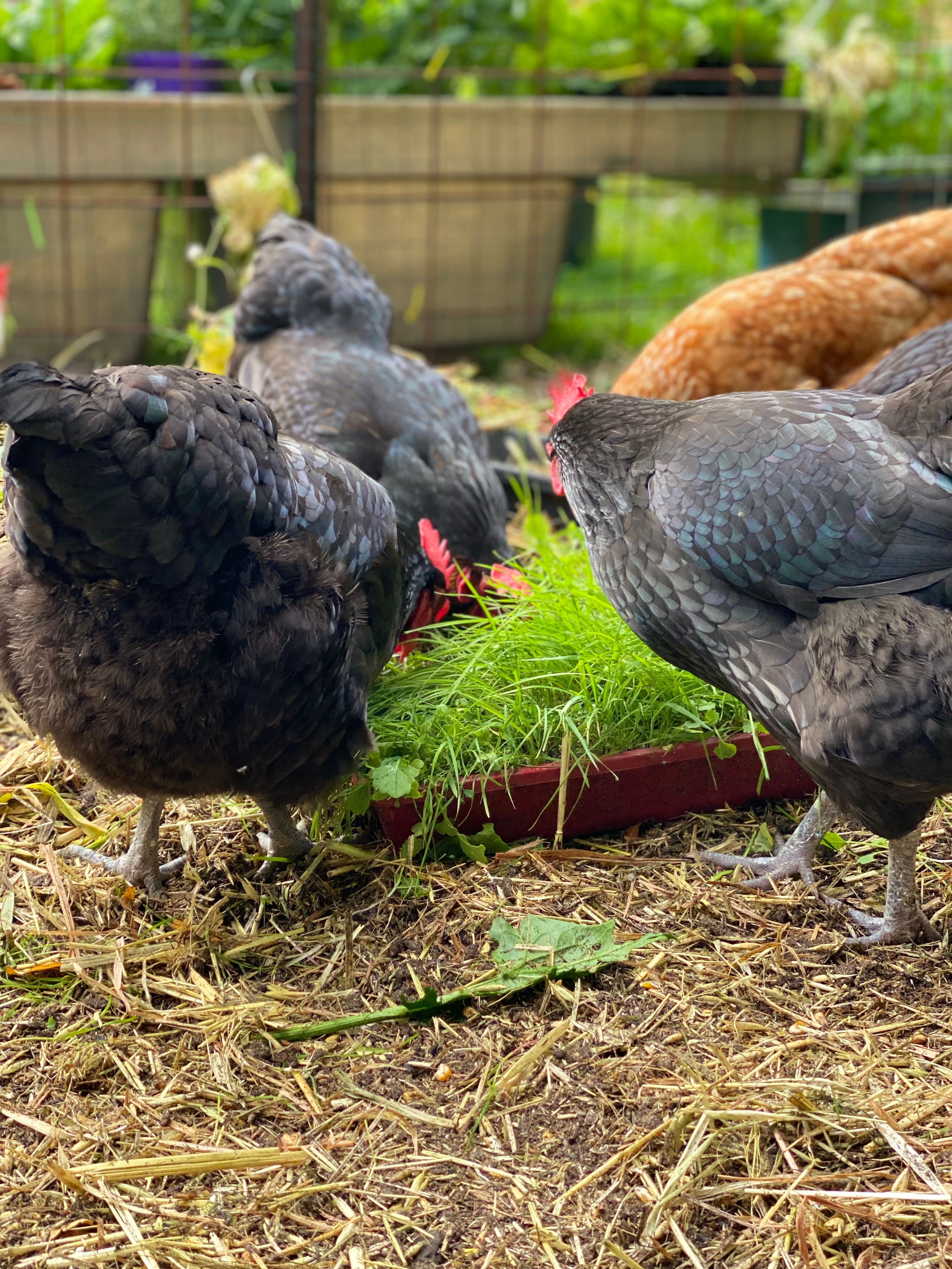 Coop life backyard chickens Bunnings community