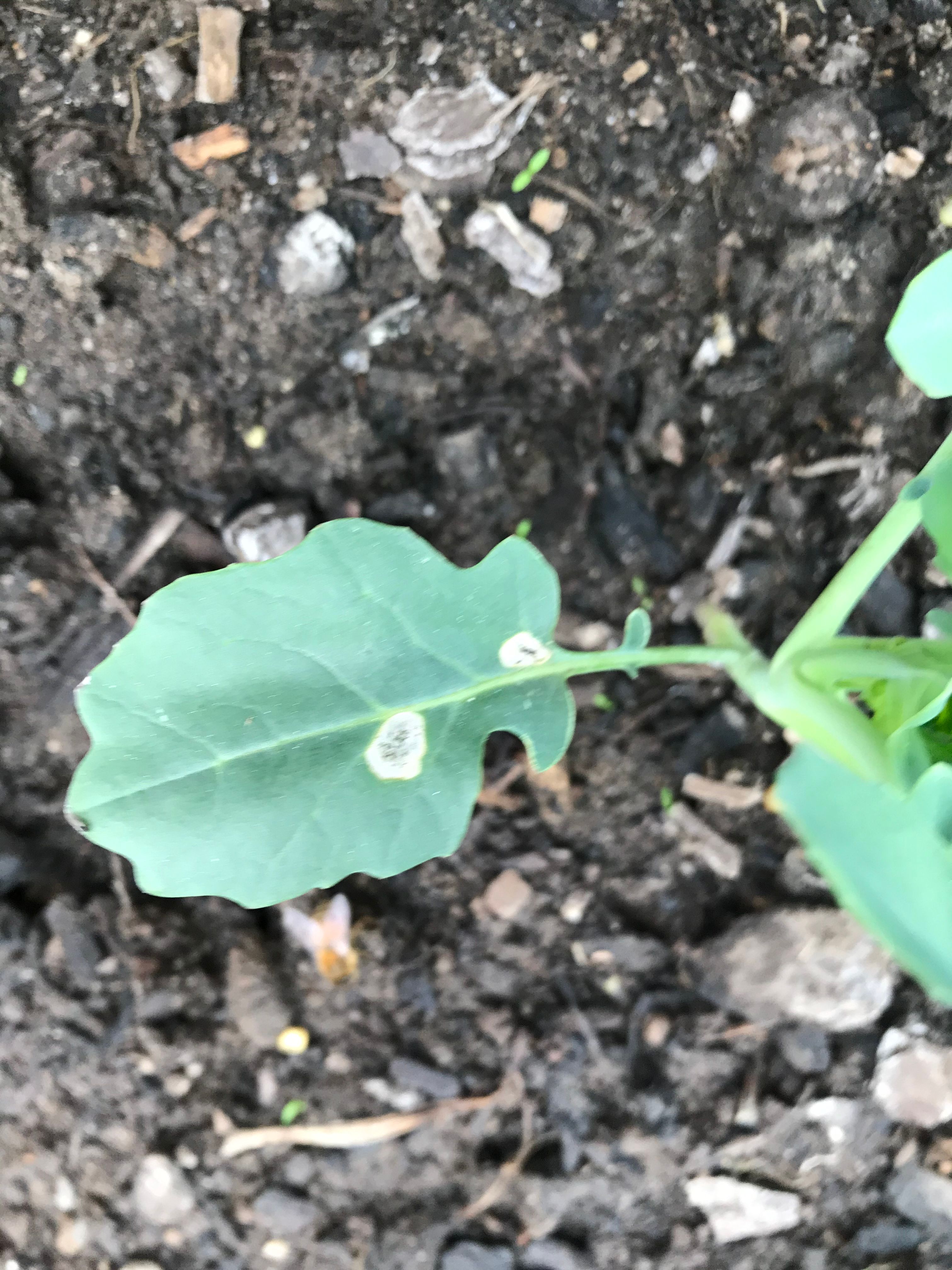 What is eating/growing on my Broccoli pl... Bunnings community