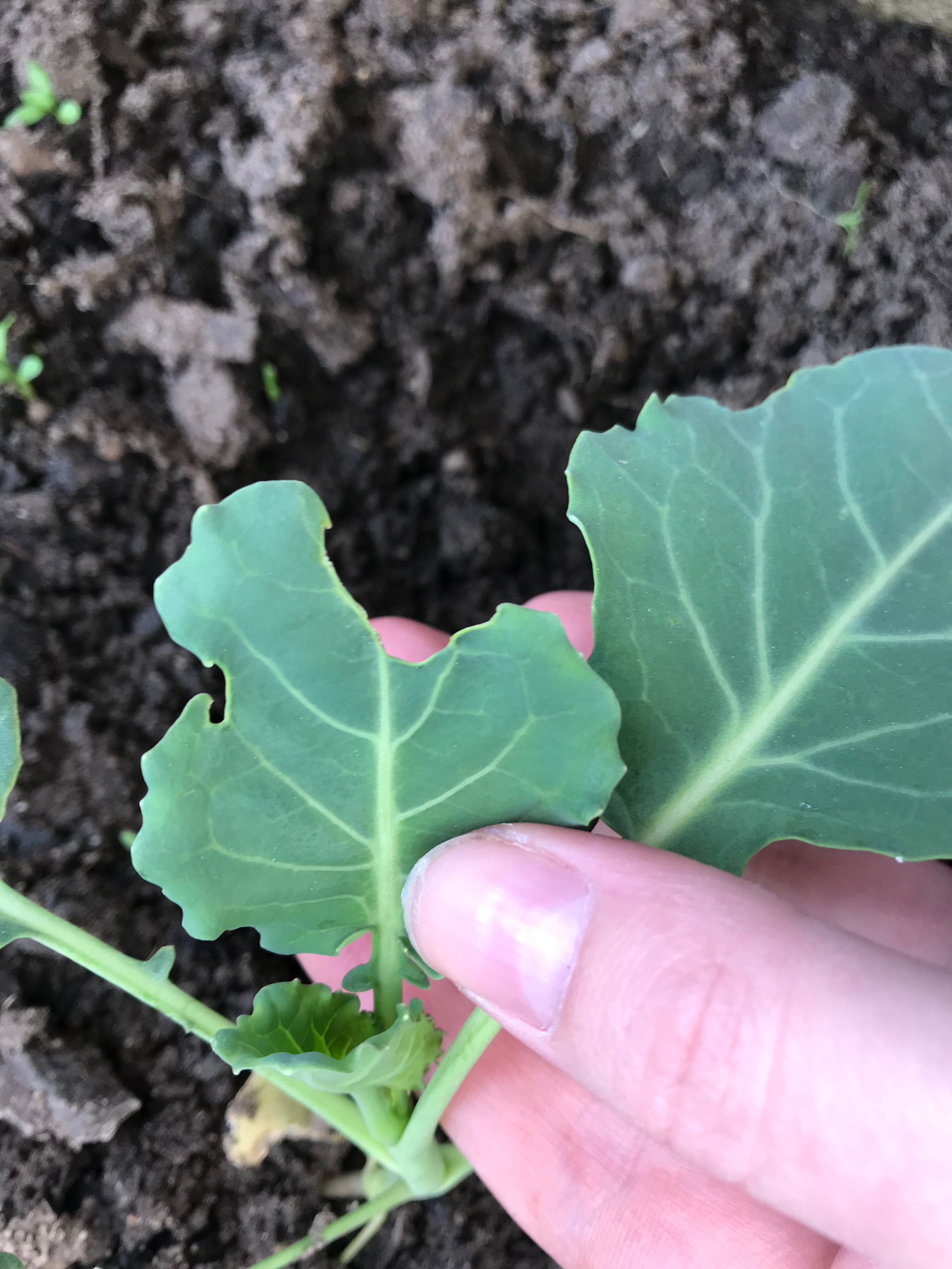What is eating/growing on my Broccoli pl... Bunnings community