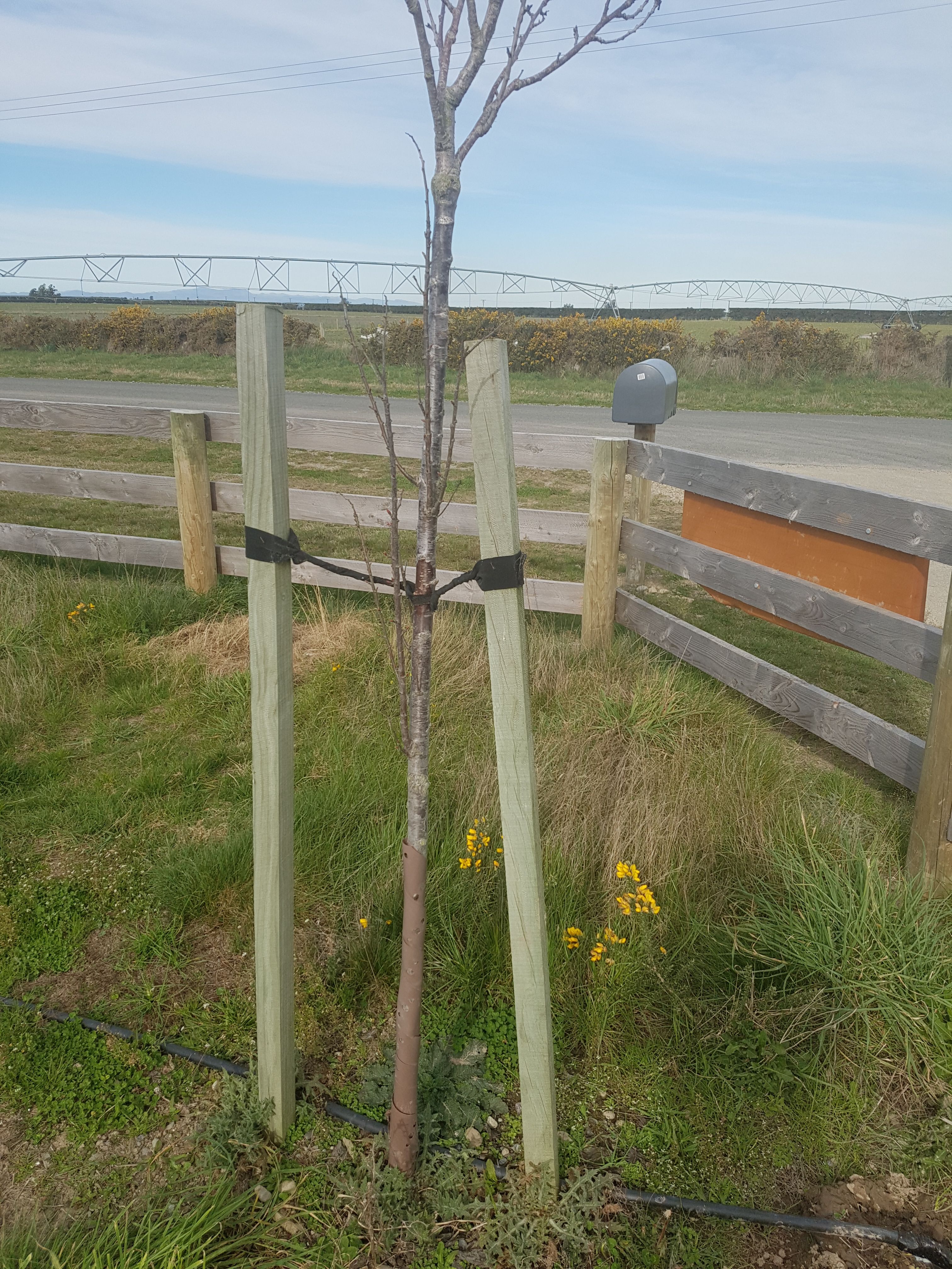 Solved Tree stakes and tape Bunnings community