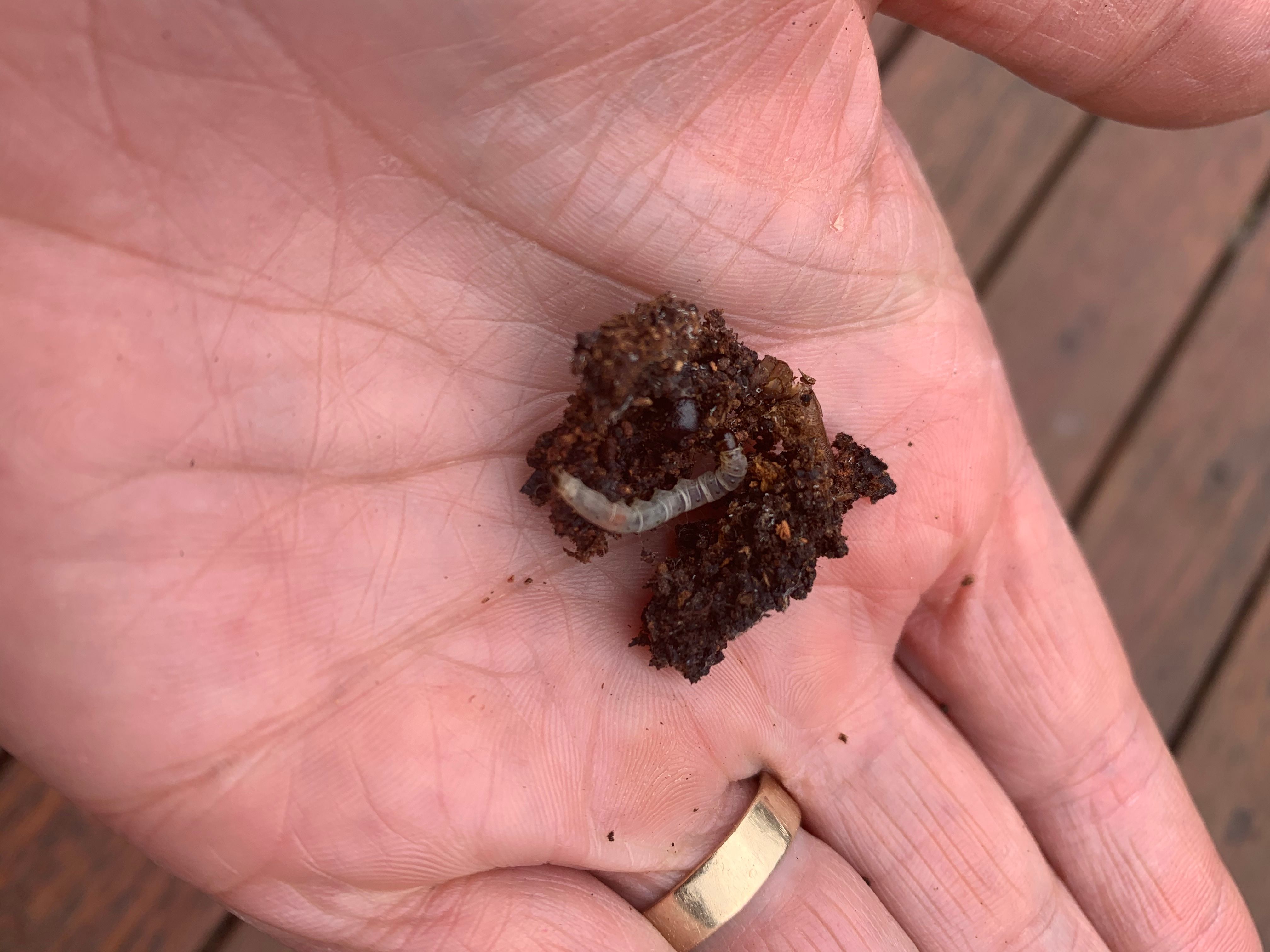 What is eating my Cherry Tree?? Bunnings community