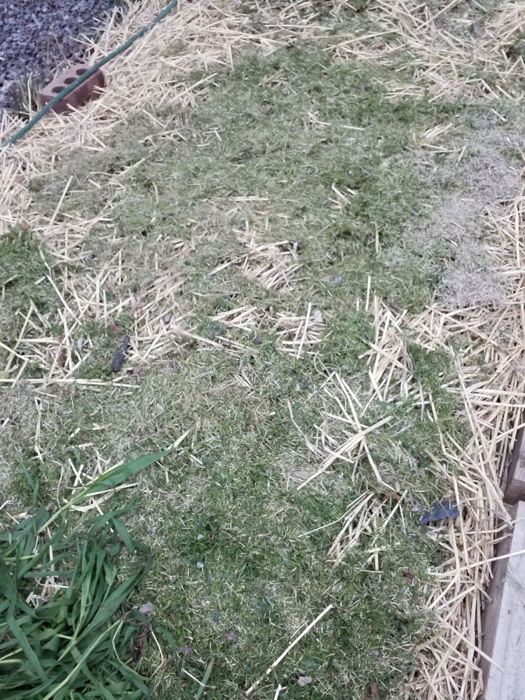 Get that grass on there!