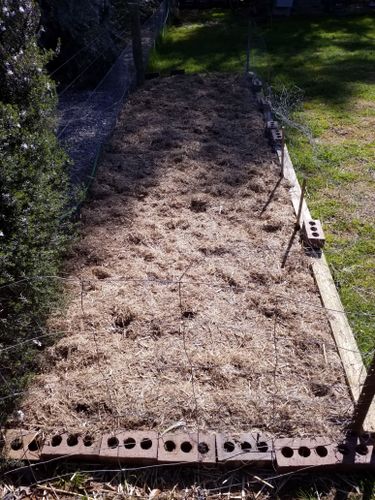 To finish, I put down a layer of sugar cane mulch which is the only thing I purchased (from Bunnings of course) and wet that down. Recycled chicken wire went up at the previous stage, as the chooks would rip this up in no time.