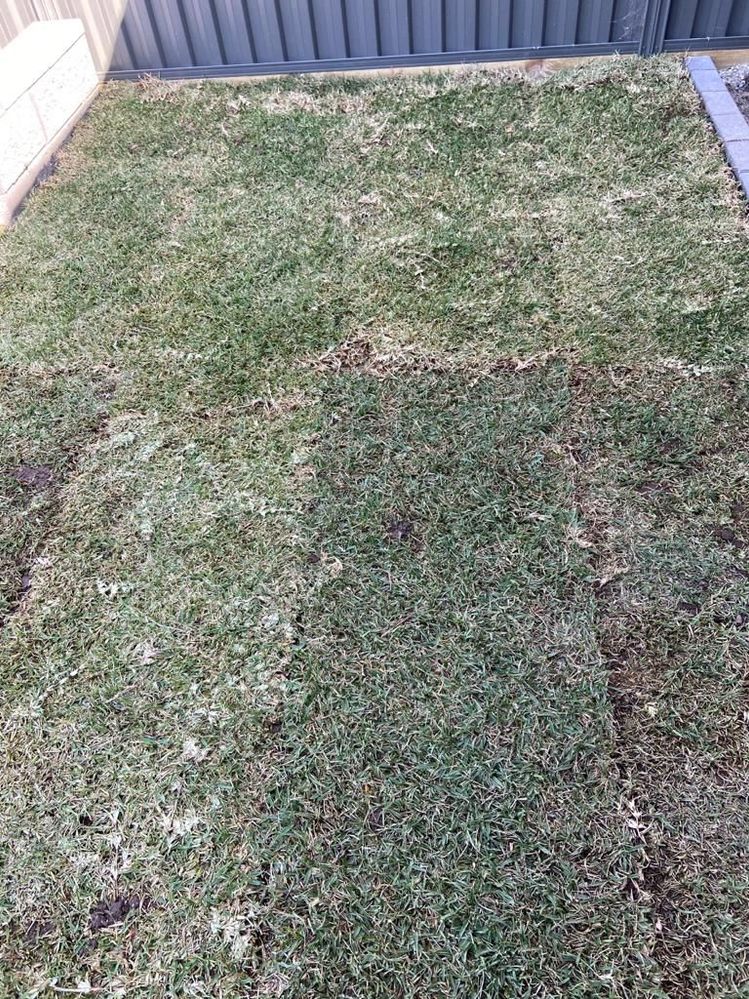 Lawn - in brown and green