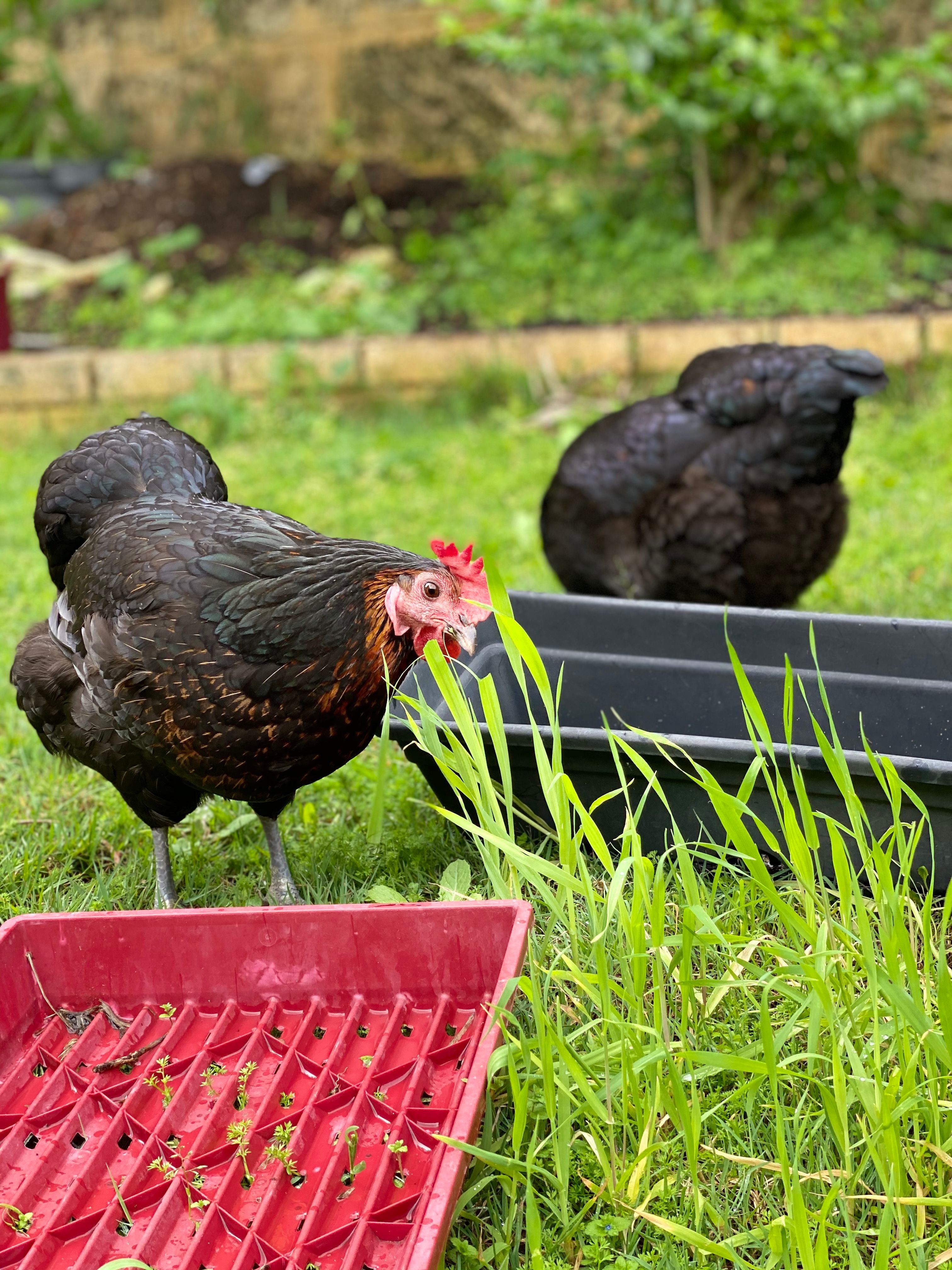 Coop life backyard chickens Bunnings community