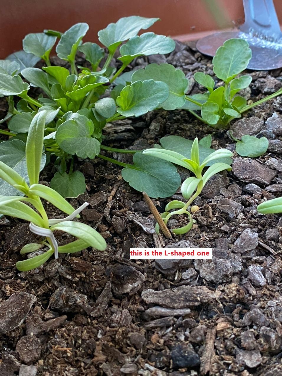 Problem with plant with very weak stems Bunnings community