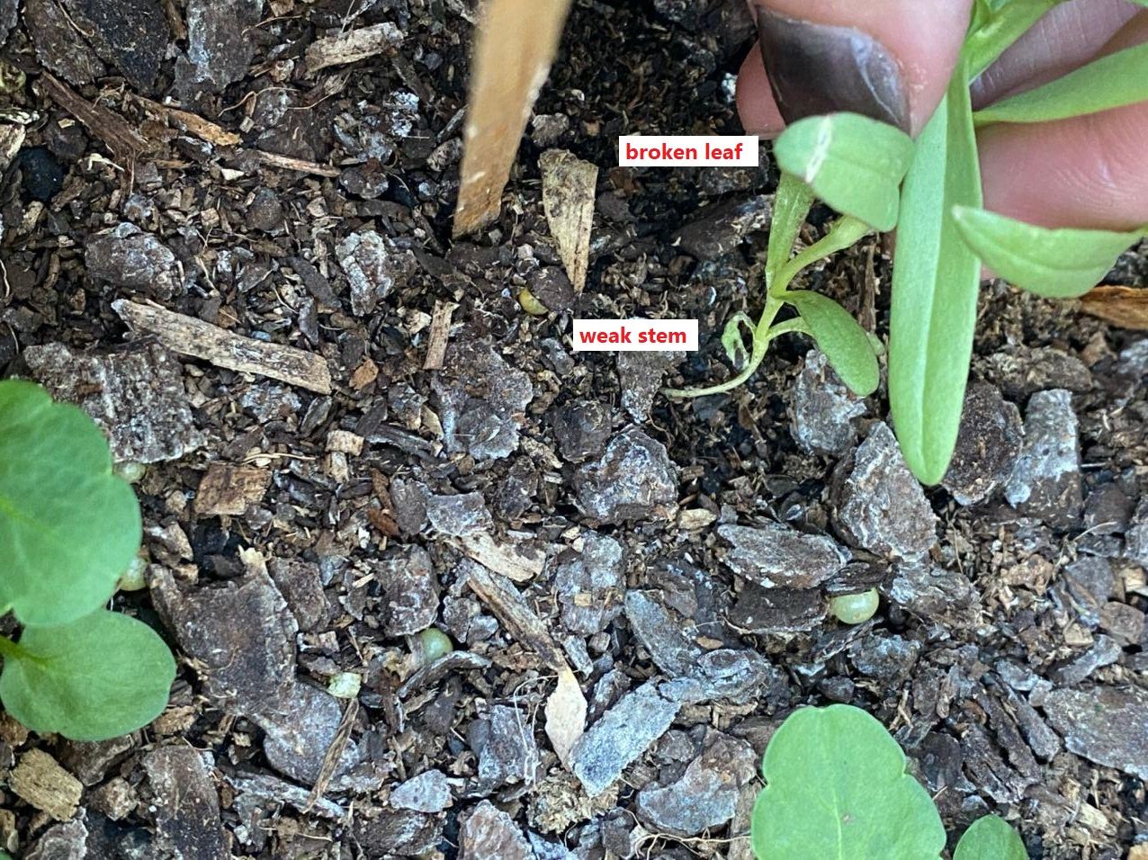 Problem with plant with very weak stems Bunnings community