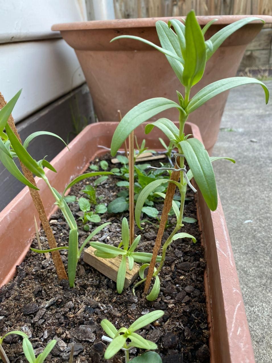 Problem with plant with very weak stems Bunnings community