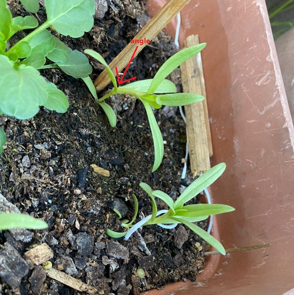 Problem with plant with very weak stems Bunnings community