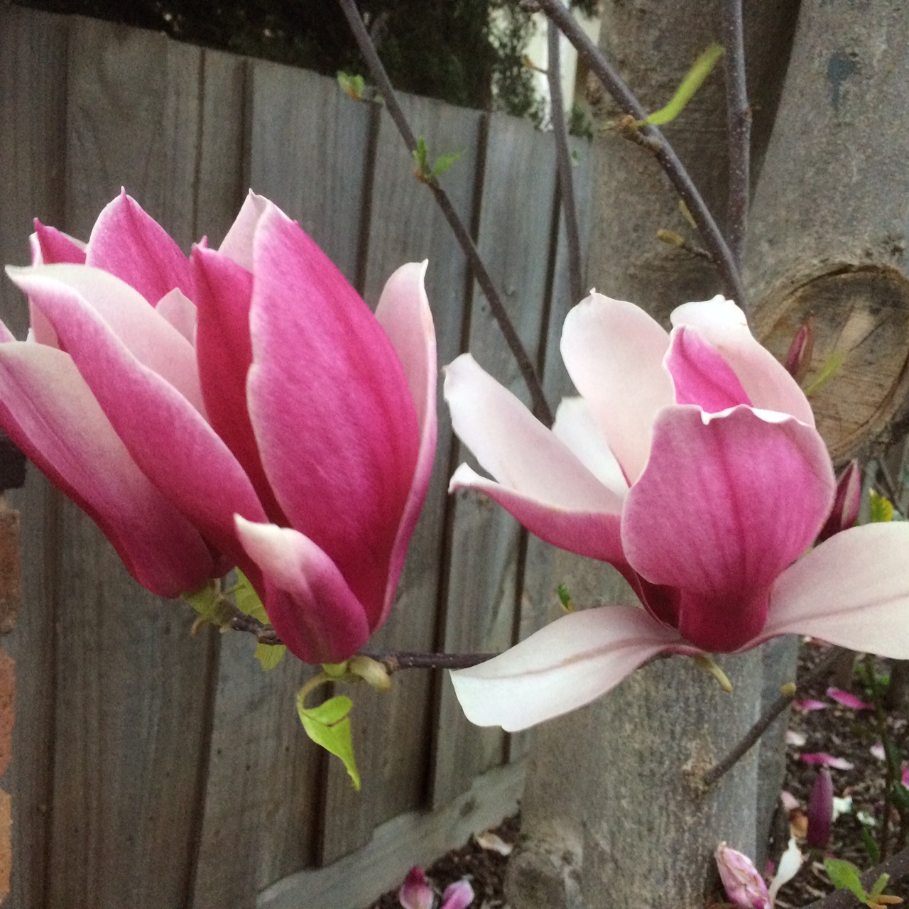 Magnolia trees looking magnificent at th... Bunnings community
