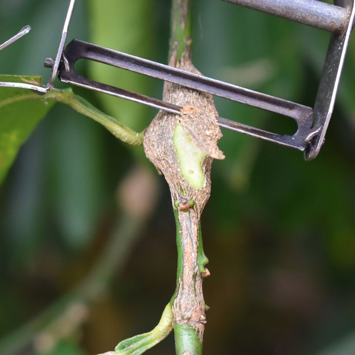 How to prune citrus trees Bunnings community
