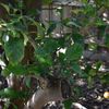 5.1 60 year lemon tree rehuvenated by pruning.jpg