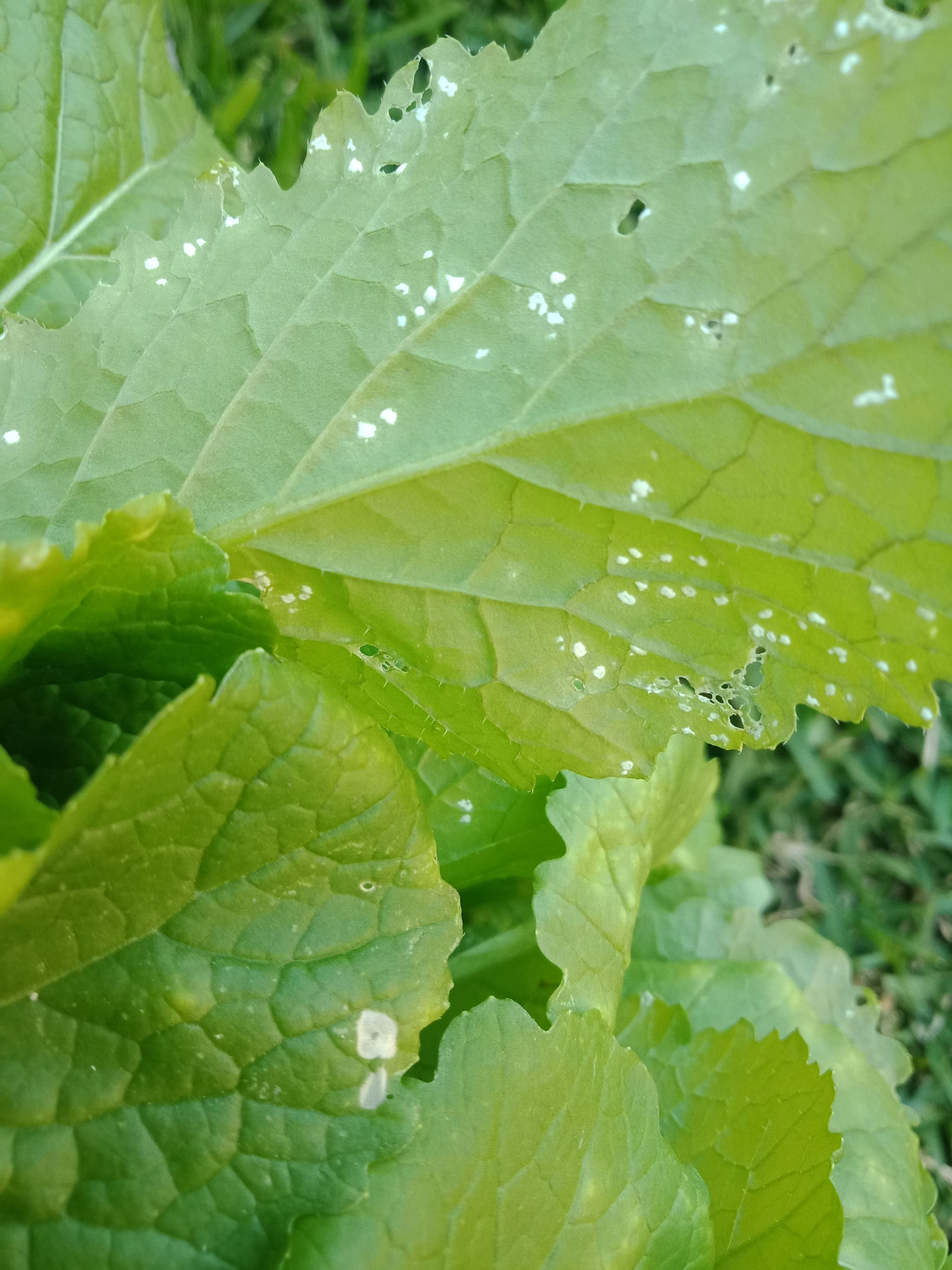Fungus on mustard greens leafy vegetable Bunnings community