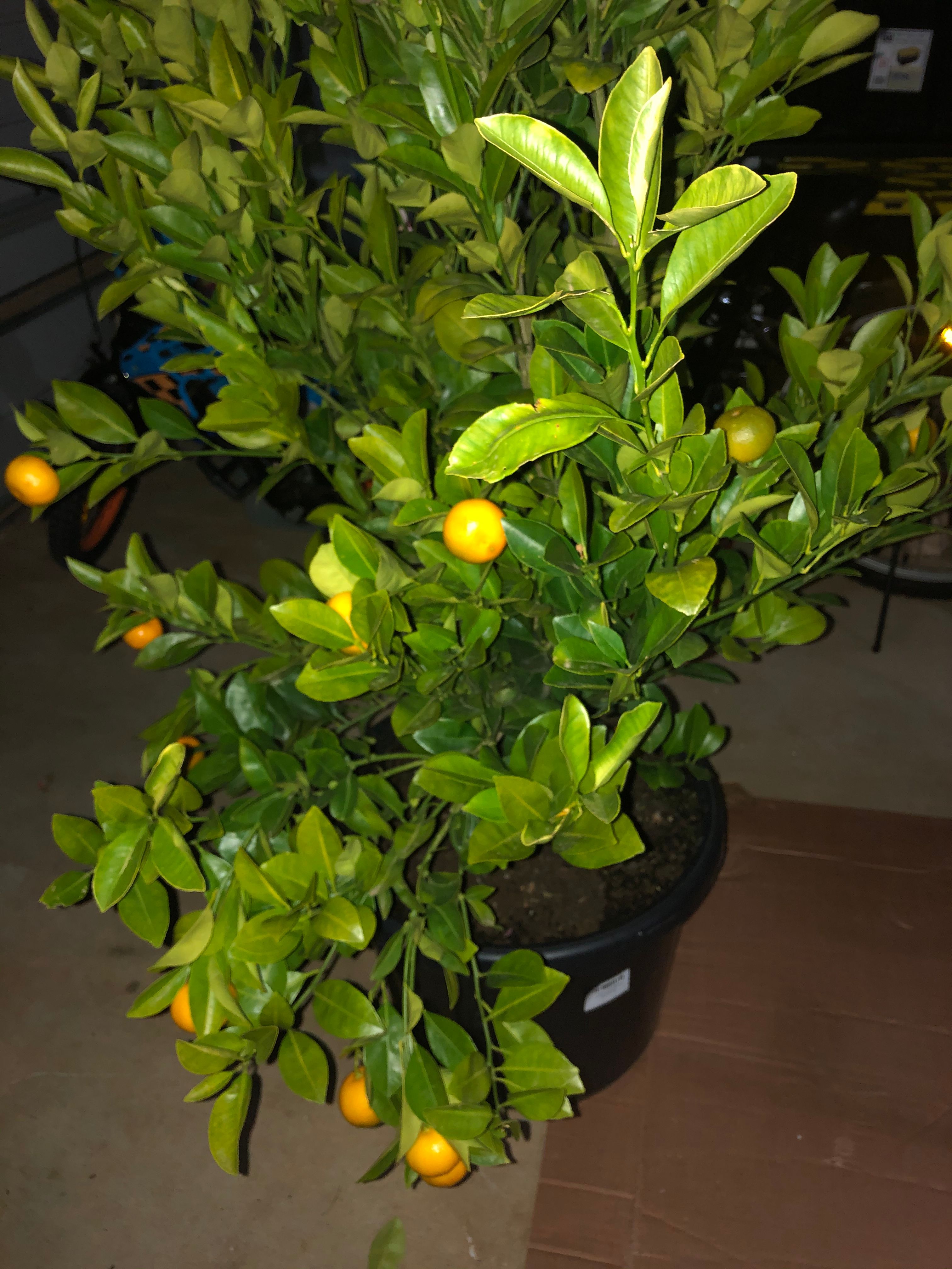 Help Transplanting Calamondin Kumquat Bunnings community