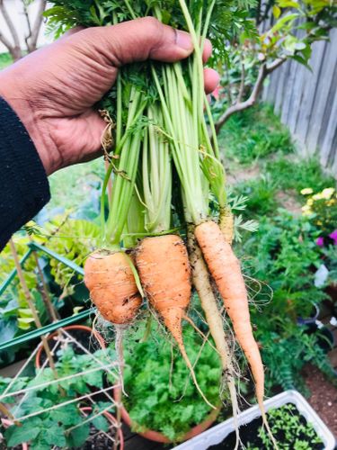 harvested carrots. guess they do like replanting