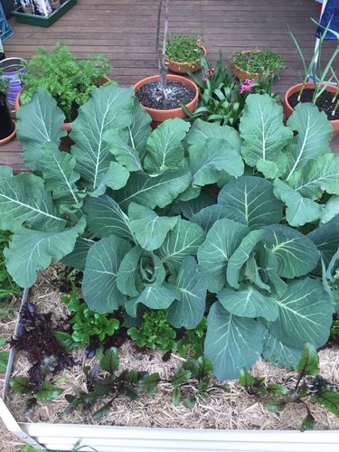 cabbage and cauliflower