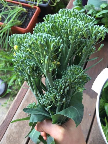 broccolini harvest