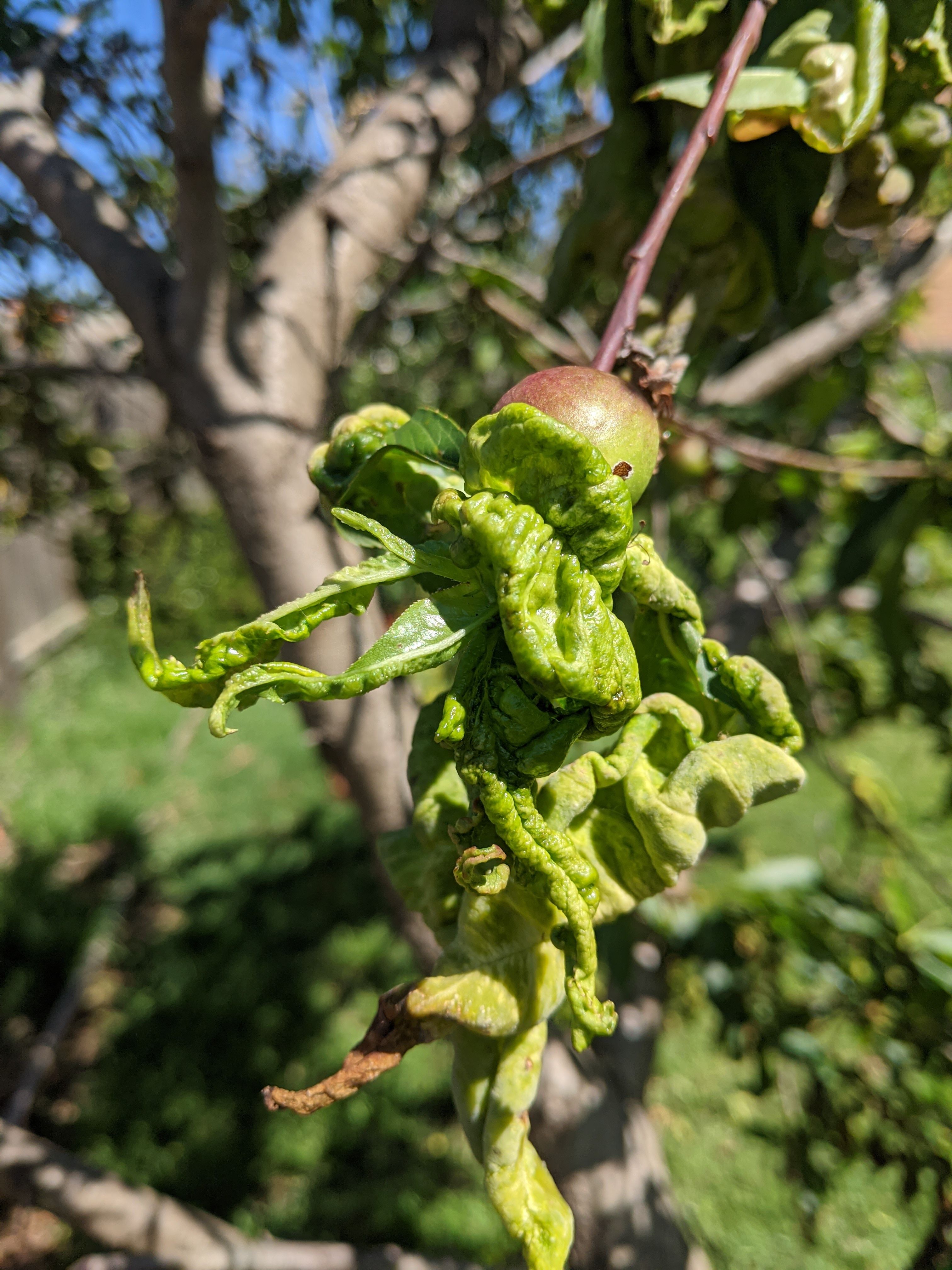Solved Leaf Curl On Nectarine Tree Bunnings community