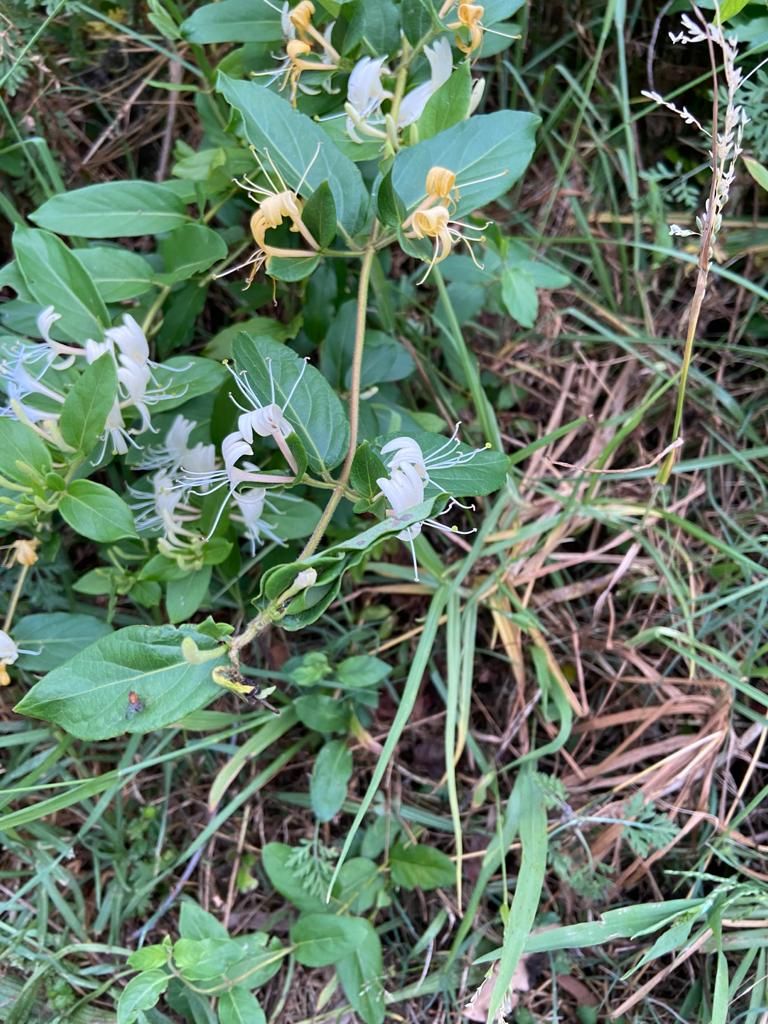 Solved What is this plant that smells like Jasm... Bunnings