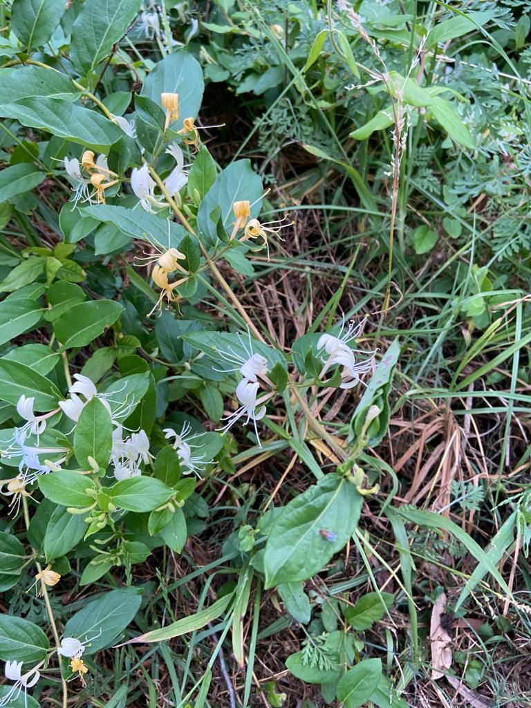 Solved What is this plant that smells like Jasm... Bunnings