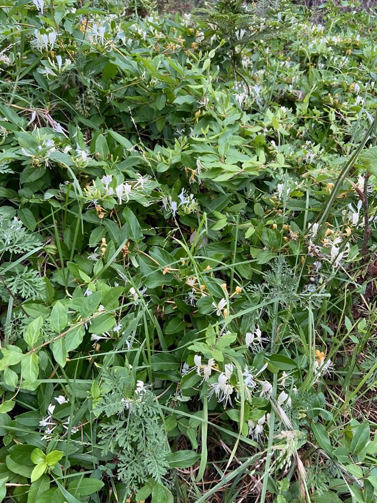 Solved What is this plant that smells like Jasm... Bunnings
