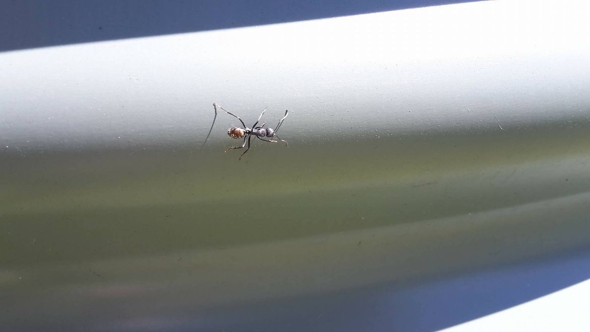 ant2.jpg