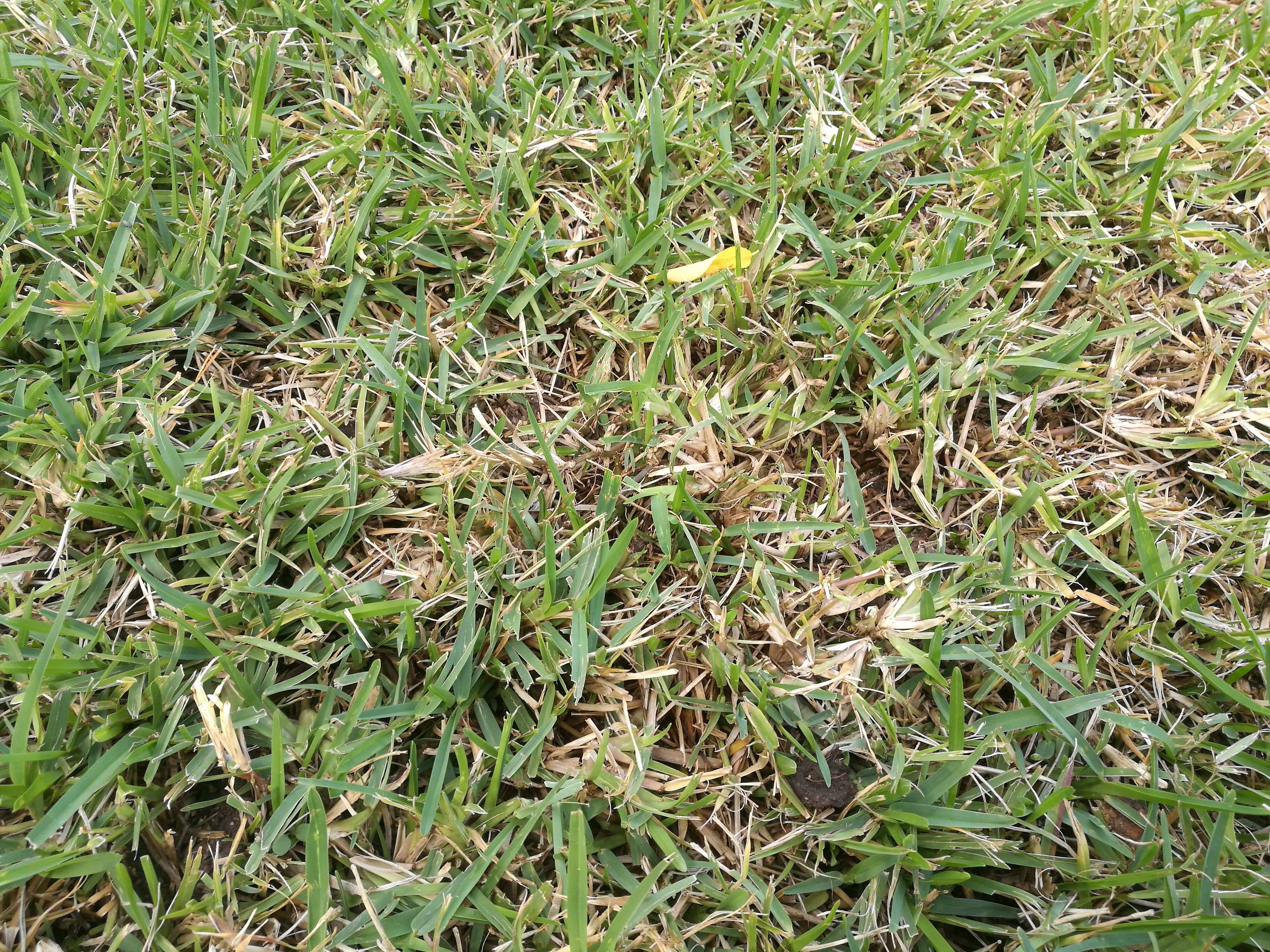 Buffalo lawn turned yellow Bunnings community