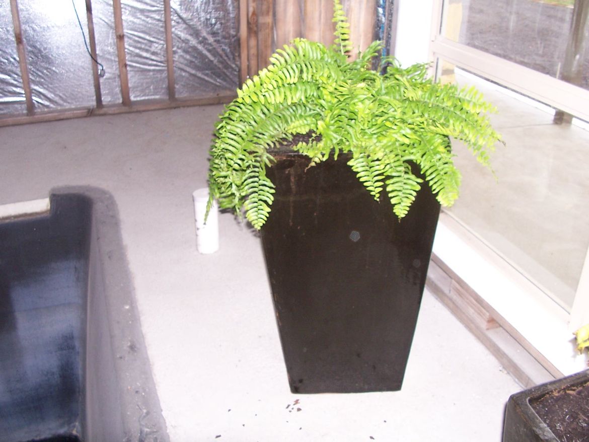Boston Fern.JPG