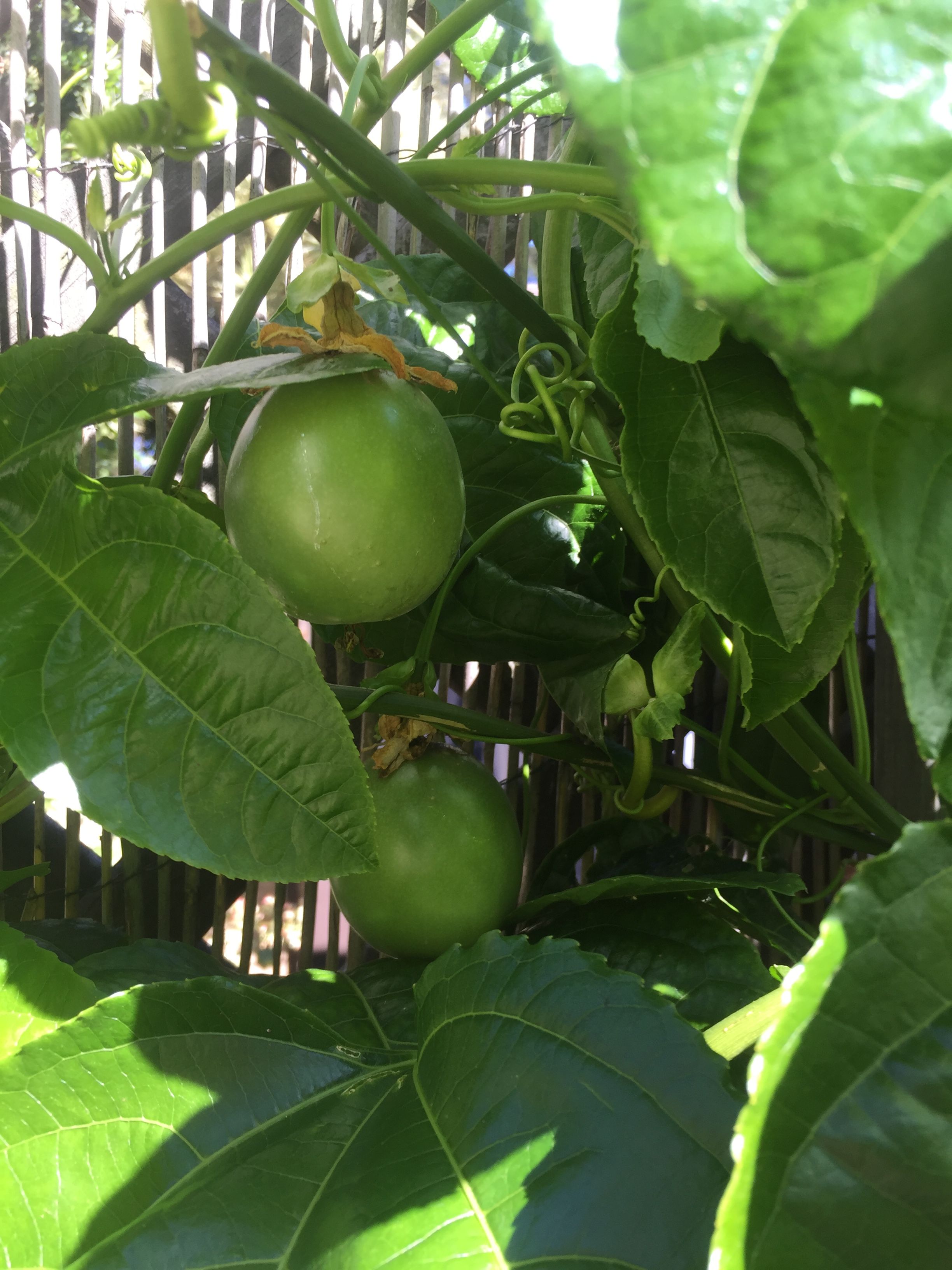 Solved Tips for growing passionfruit Bunnings community