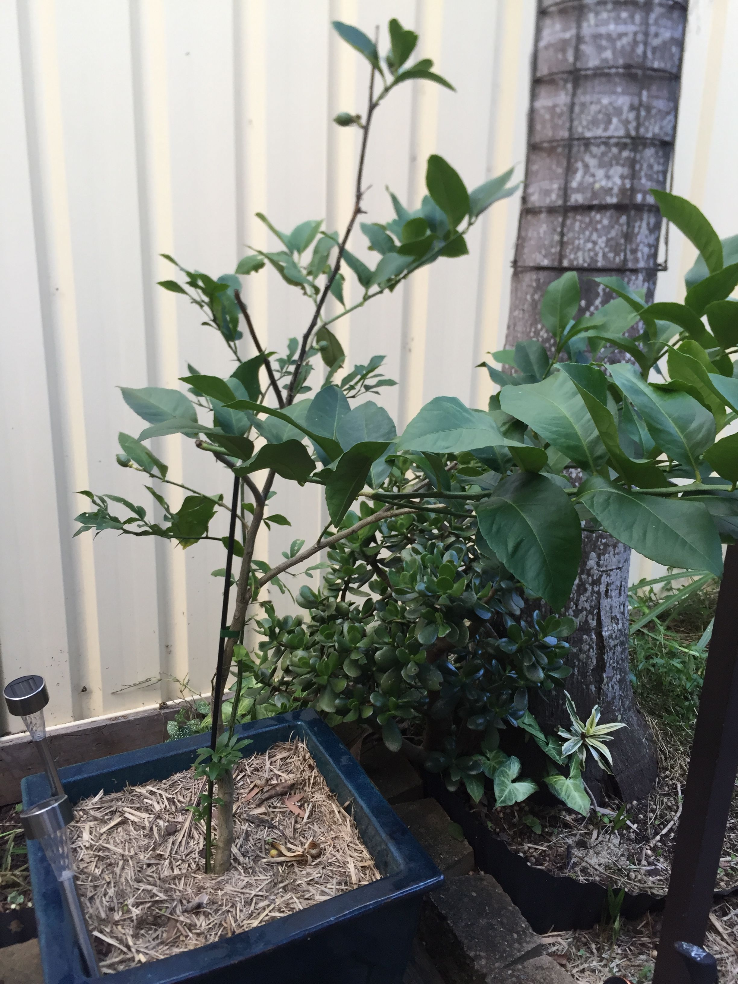 Solved Tips for growing passionfruit Page 3 Bunnings