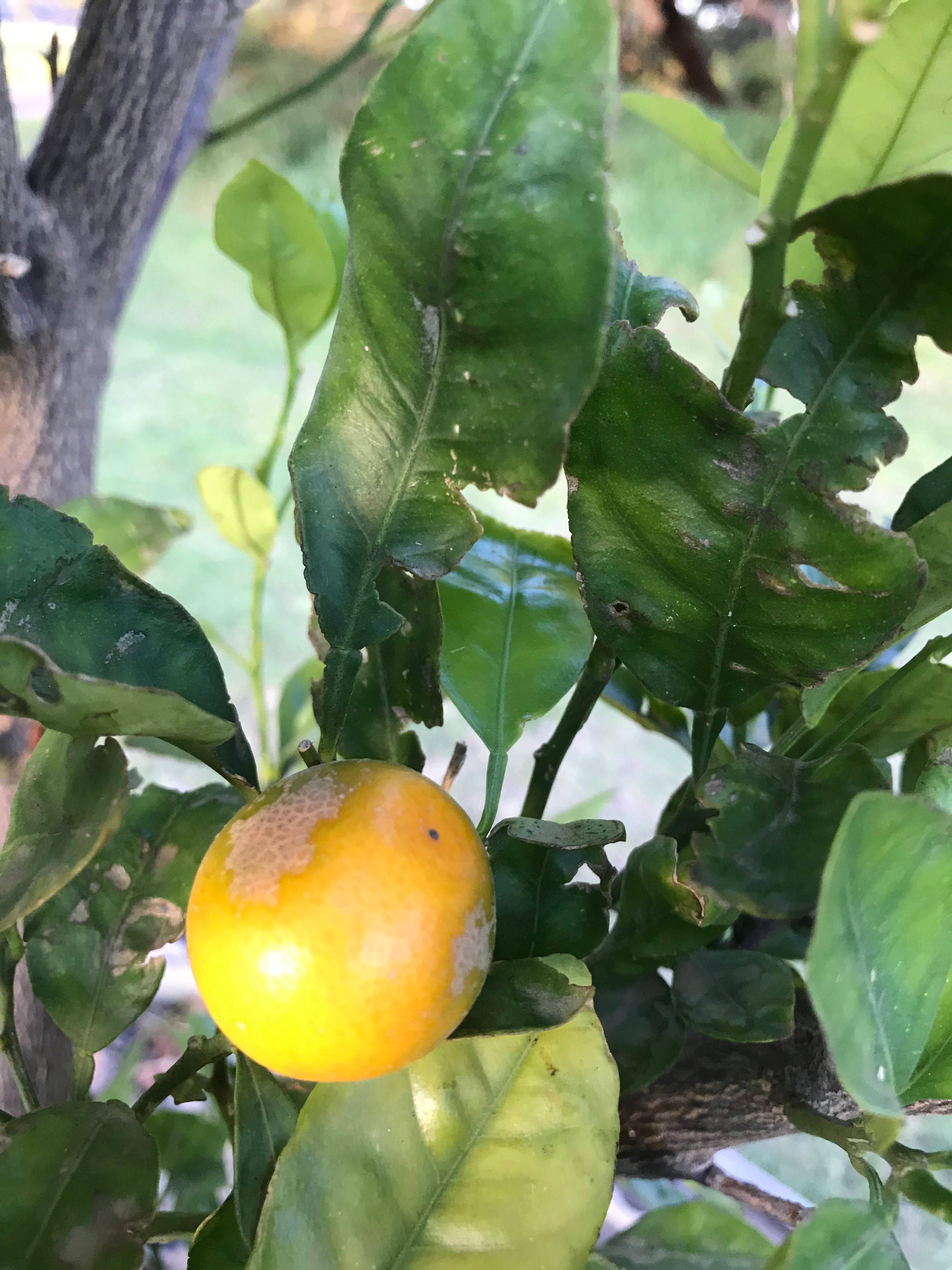 Solved How to keep citrus trees in planter boxe... Bunnings