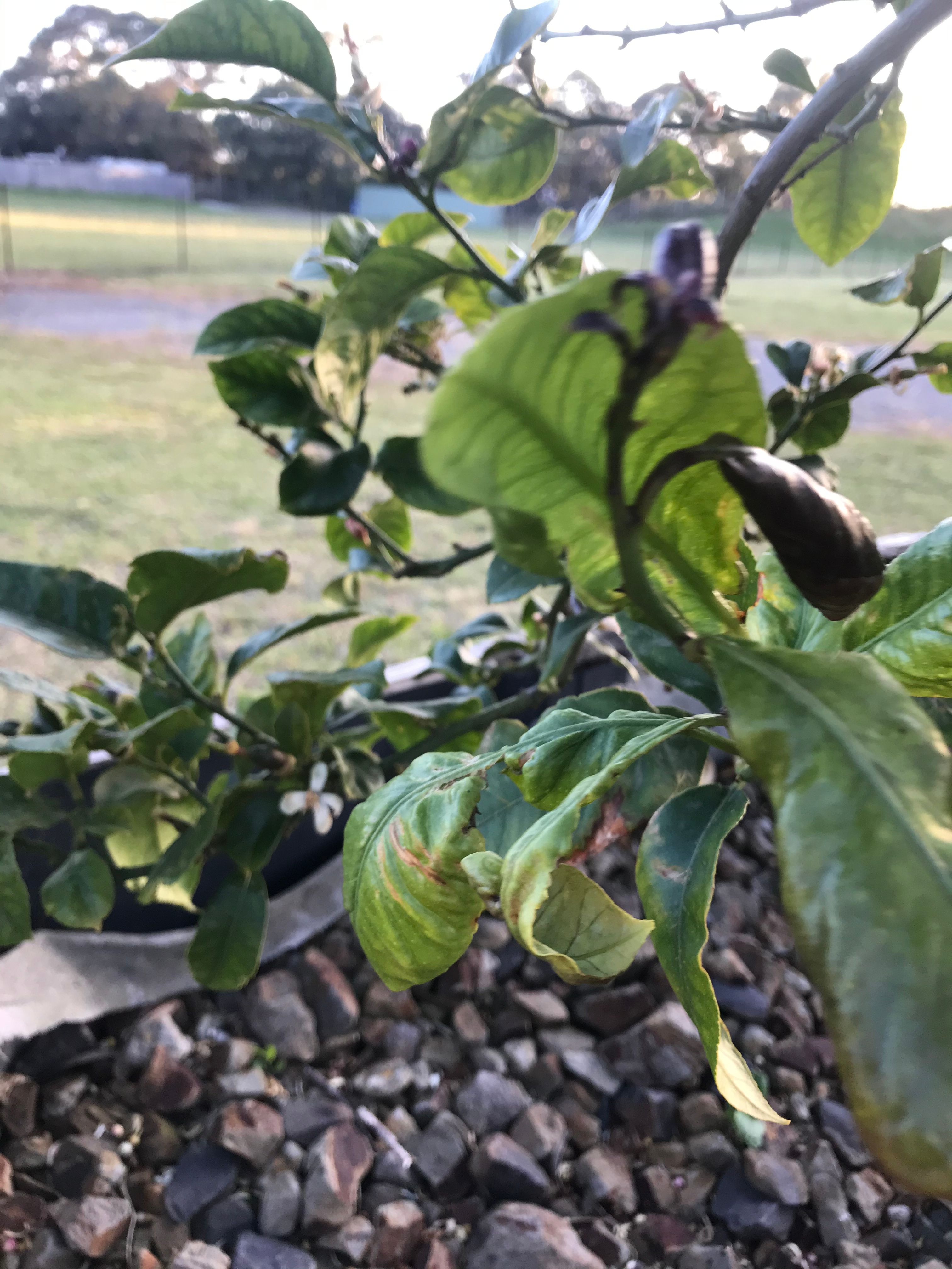 Solved How to keep citrus trees in planter boxe... Bunnings