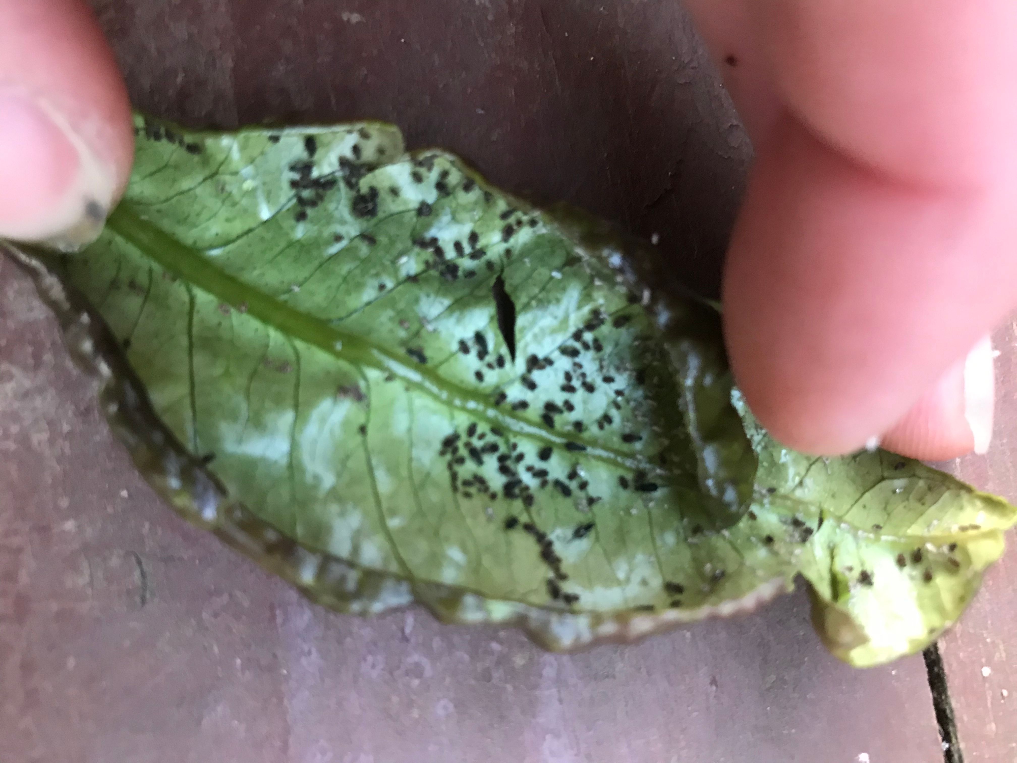 Solved How to keep citrus trees in planter boxe... Bunnings