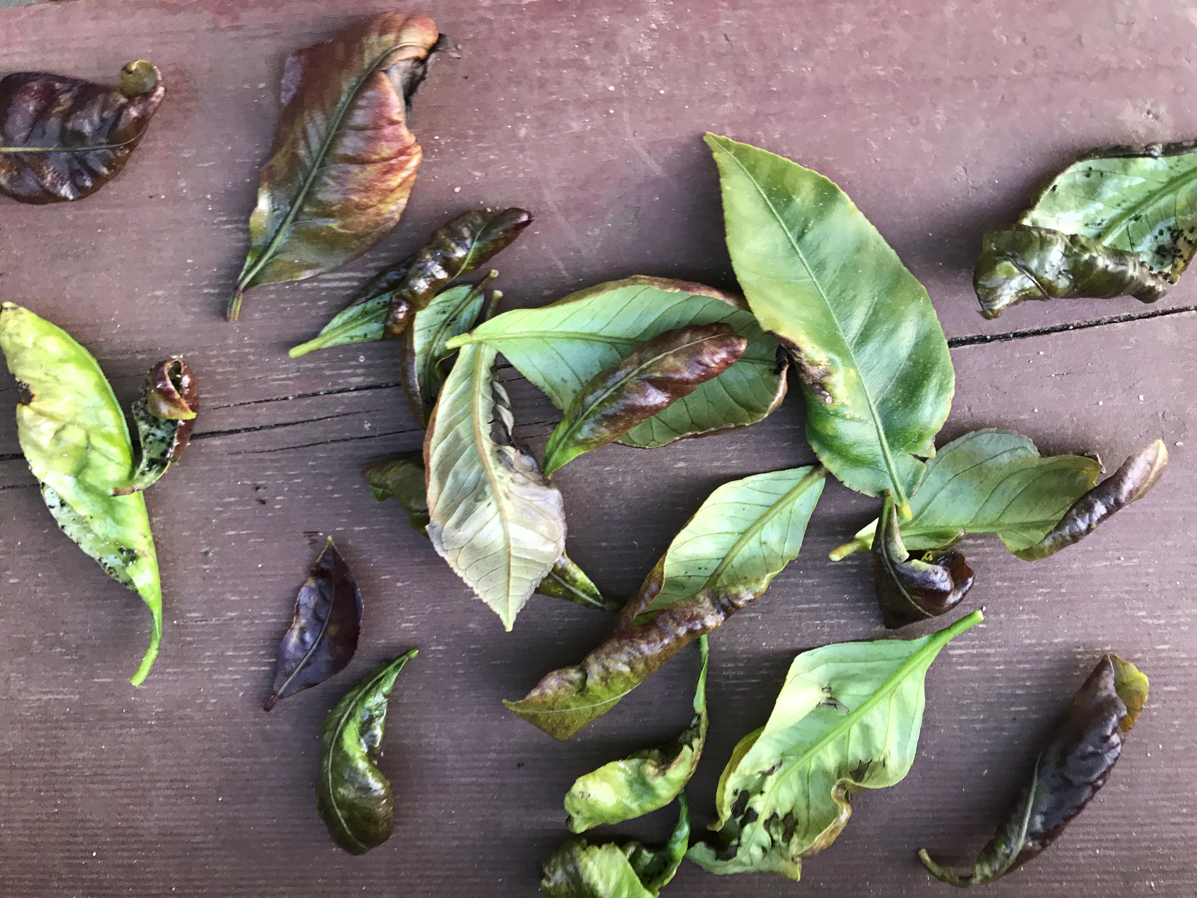 Solved How to keep citrus trees in planter boxe... Bunnings