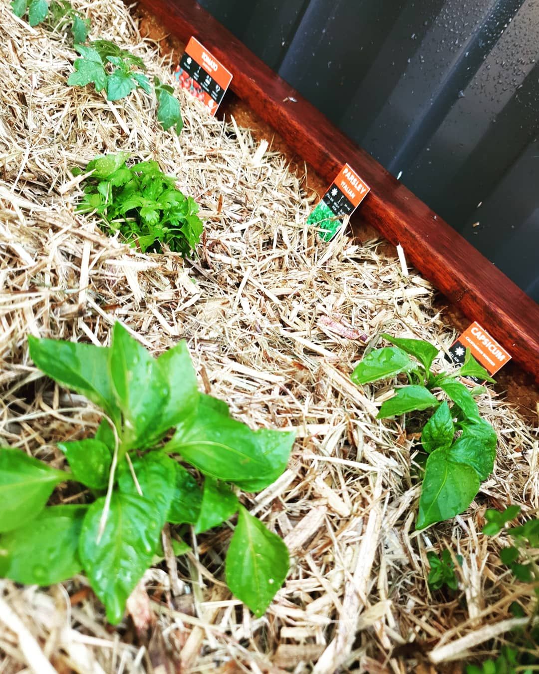 Herb garden Bunnings community