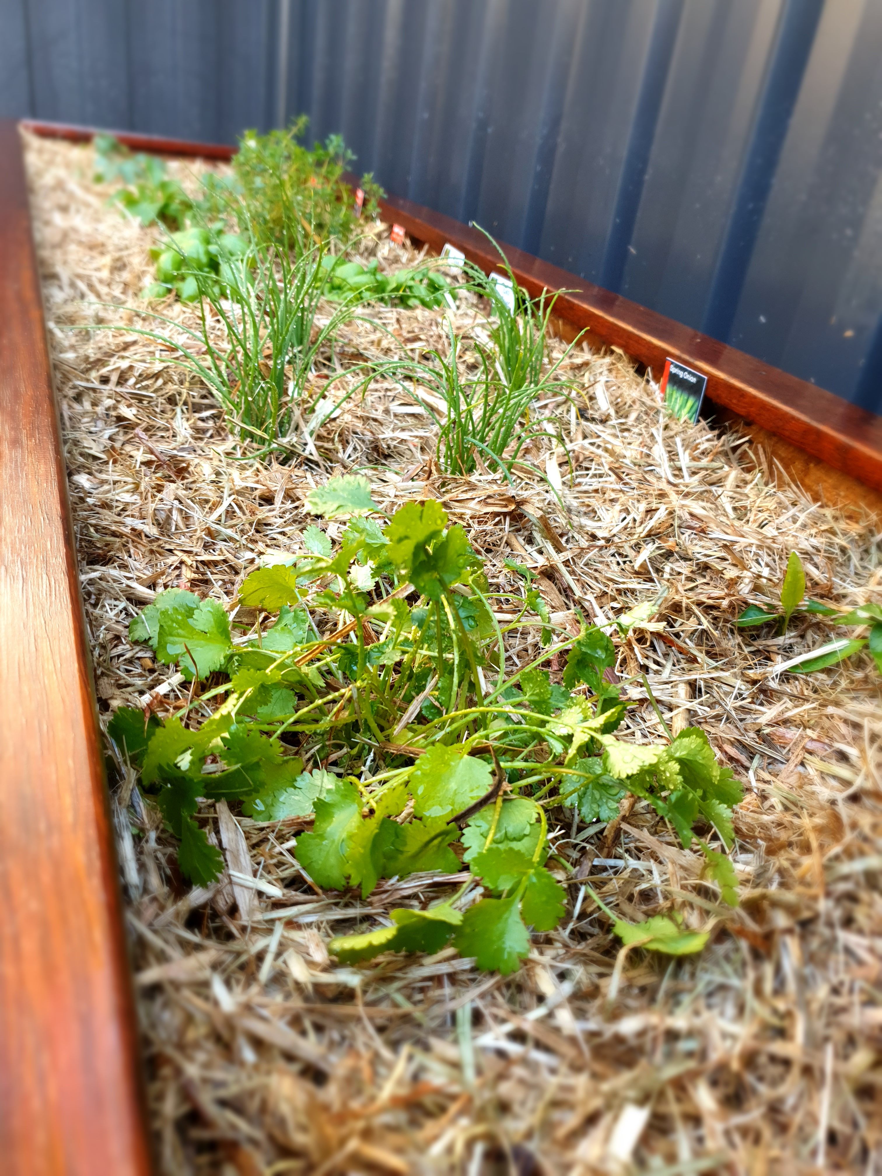Herb garden Bunnings community