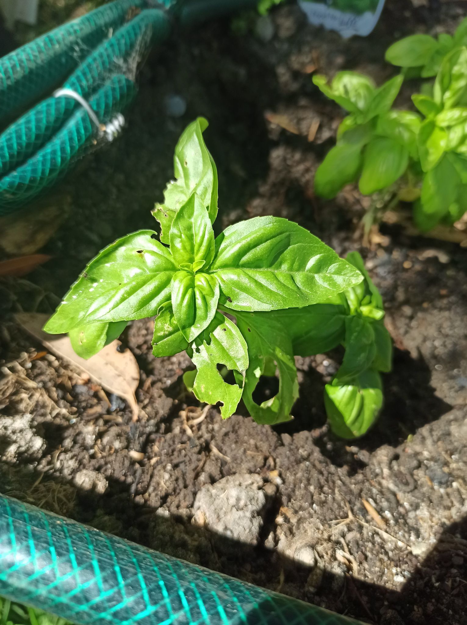 What's eating my basil? Bunnings community