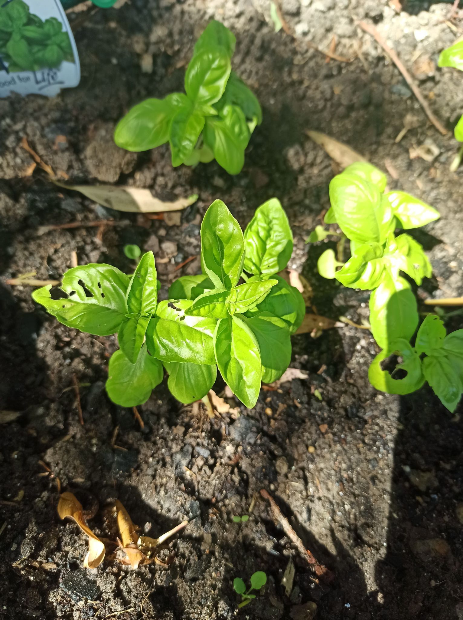 What's eating my basil? Bunnings community