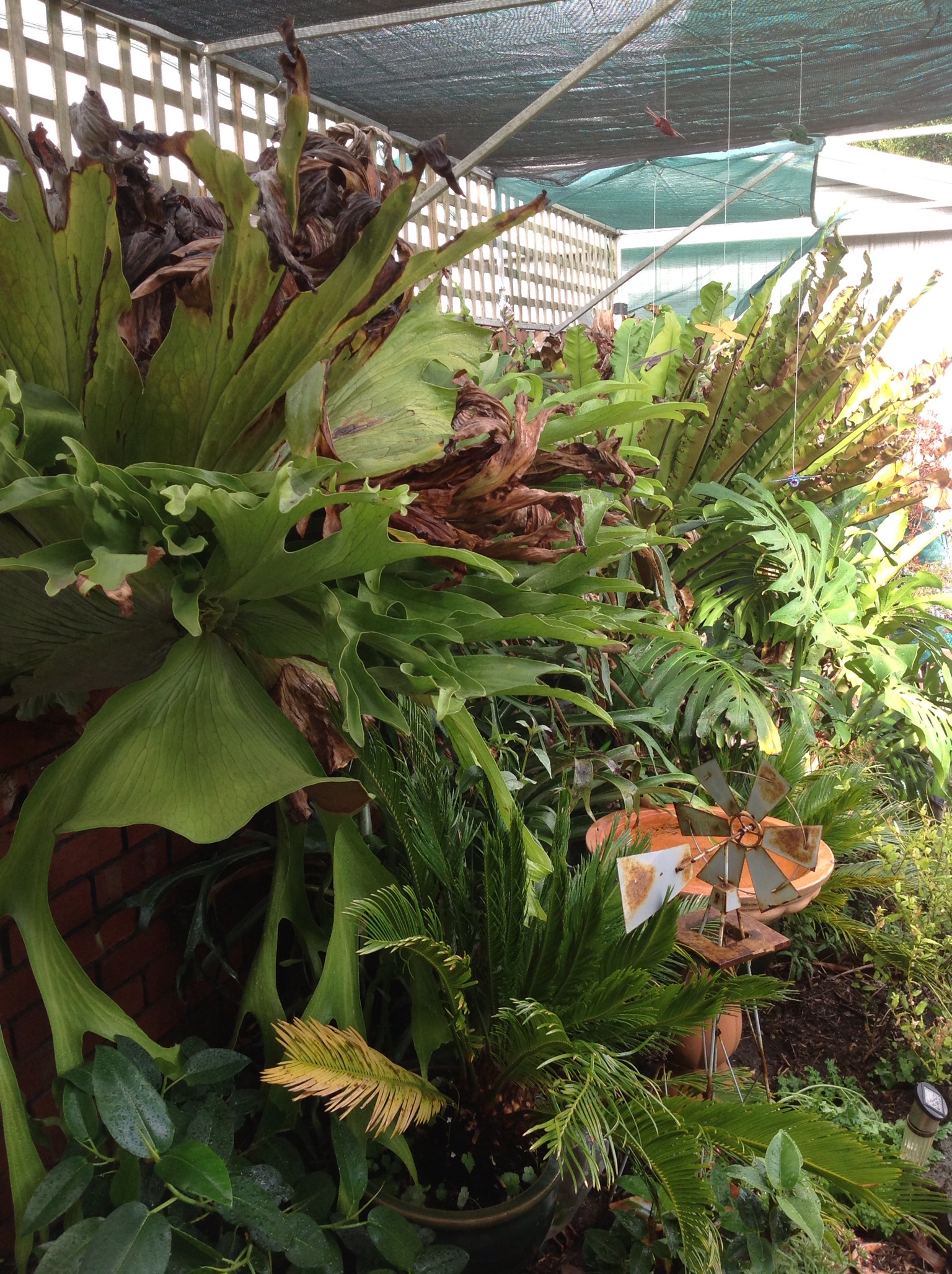 Fernery with Staghorn, Elkhorn, Monstera... Bunnings community