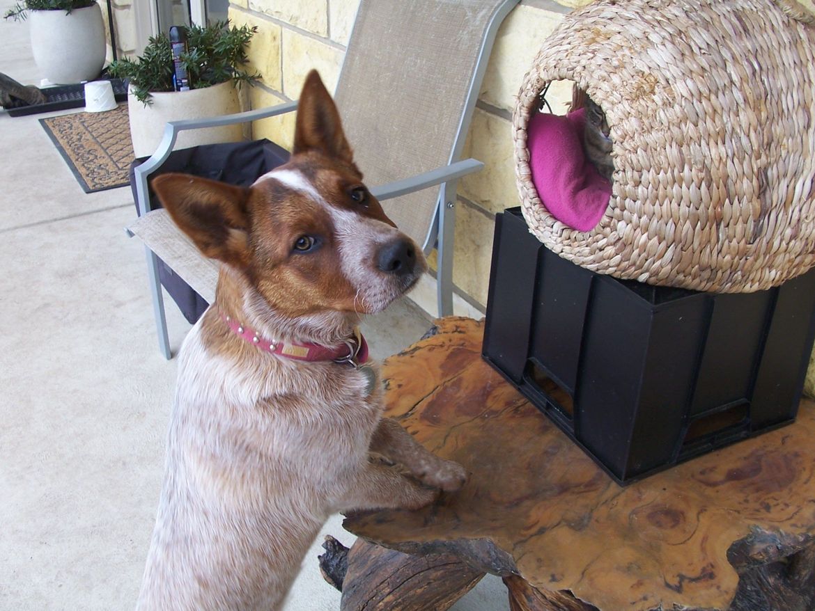 Gem saying Good Morning to Cheetah the cat
