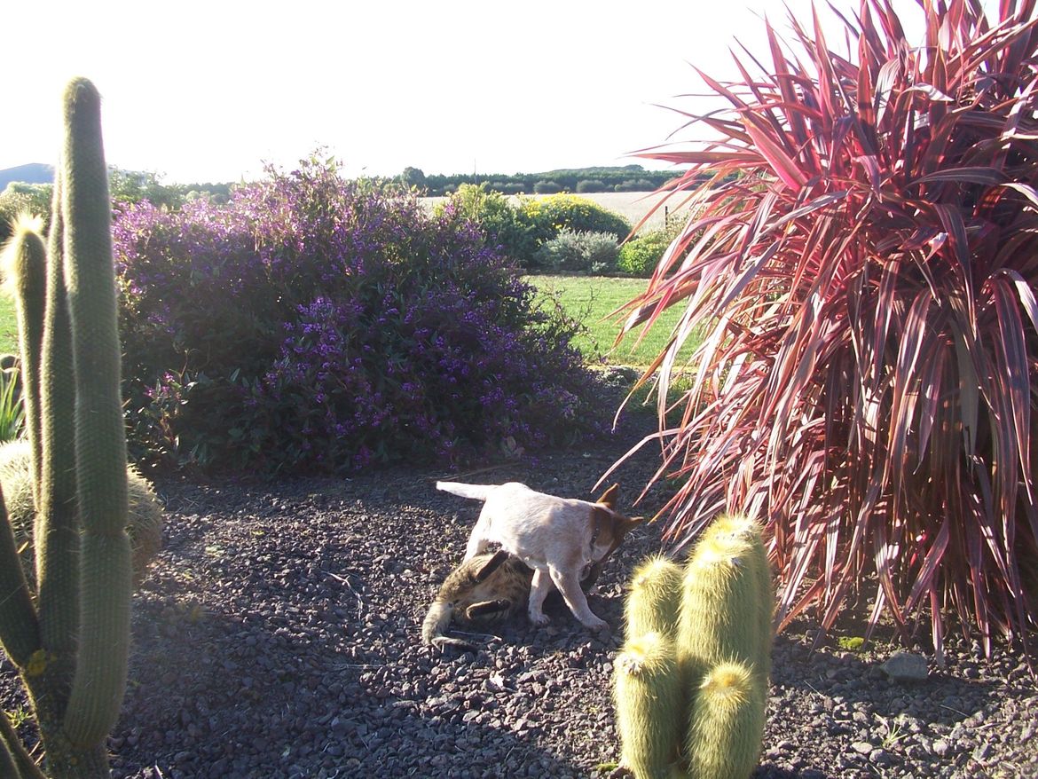Gem and Cheetah playing