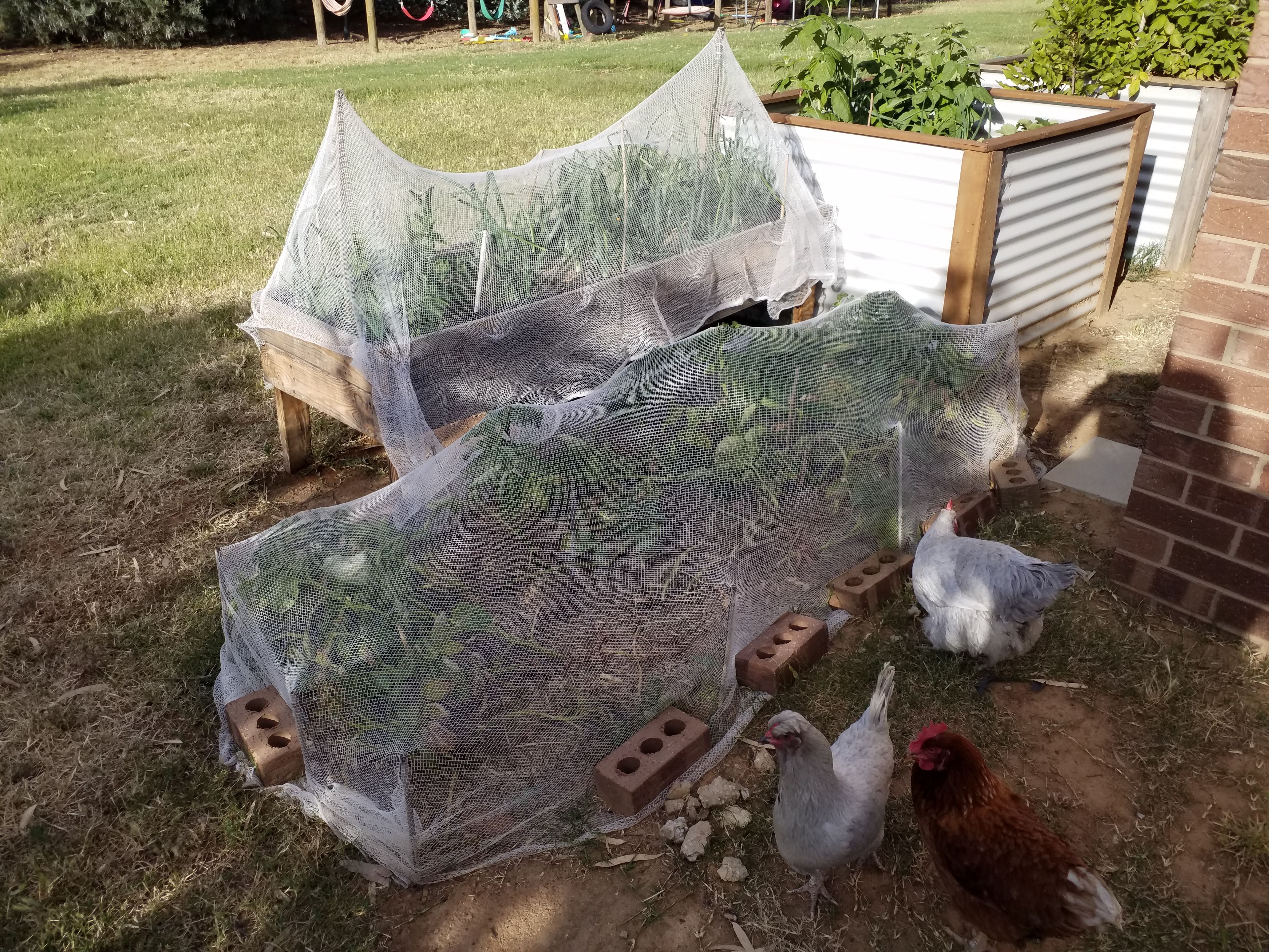 How I protect garden plants from chicken... Bunnings community